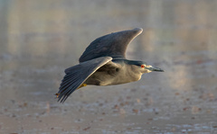 Nycticorax nycticorax obscurus