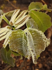 Caryocar brasiliense