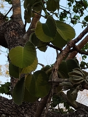 Caryocar brasiliense