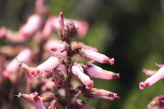 Erica irrorata