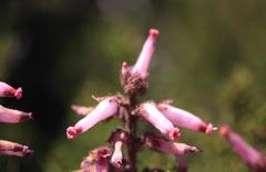 Erica irrorata