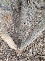 Caryocar brasiliense