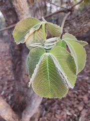 Caryocar brasiliense