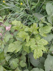 Acer negundo