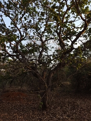 Caryocar brasiliense