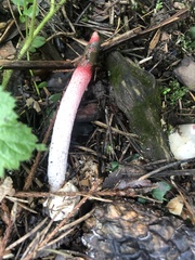 Mutinus ravenelii