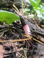 Mutinus ravenelii