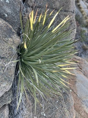 Hesperoyucca whipplei