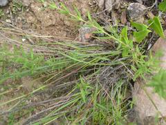 Tribolium hispidum