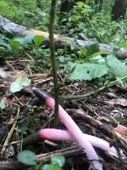 Mutinus ravenelii