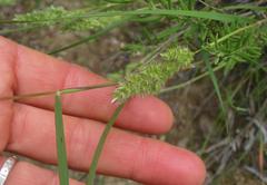 Tribolium hispidum