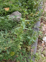 Mercurialis annua