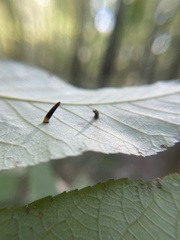 Caryomyia subulata
