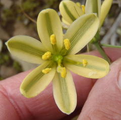 Albuca concordiana