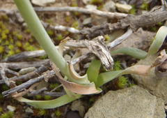 Albuca concordiana