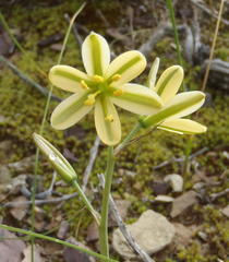 Albuca concordiana