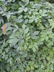 Humulus lupulus