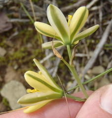 Albuca concordiana