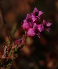 Erica daphniflora daphniflora