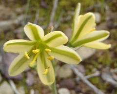 Albuca concordiana