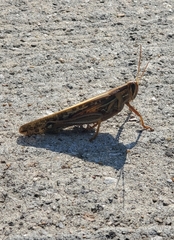 Schistocerca americana