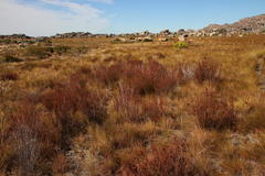 Erica daphniflora daphniflora