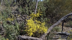 Phebalium stenophyllum