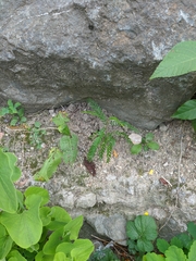 Gleditsia triacanthos