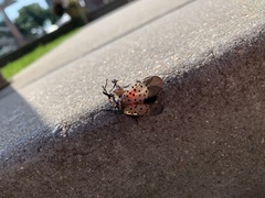 Lycorma delicatula