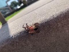 Lycorma delicatula