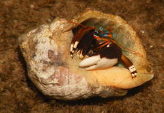 Calcinus laevimanus