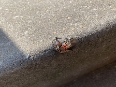 Lycorma delicatula