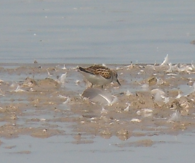 Little Stint