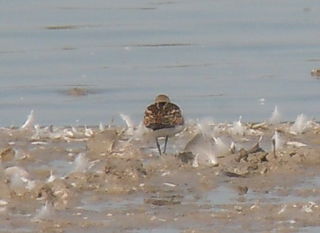 Little Stint