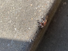 Lycorma delicatula