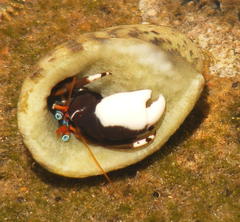 Calcinus laevimanus