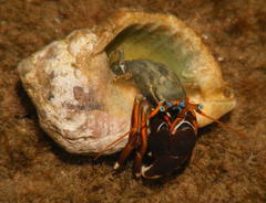 Calcinus laevimanus
