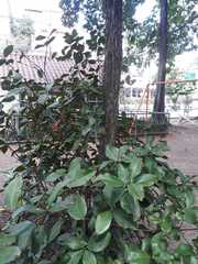 Eugenia brasiliensis