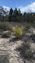 Phebalium stenophyllum