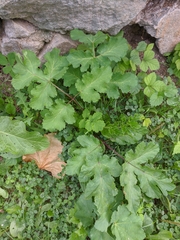 Heracleum sphondylium sibiricum