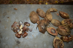 Attalea oleifera