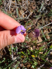 Lotononis complanata