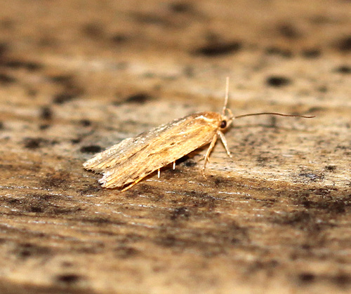 Beggartick Leaffolder Moth photo 4