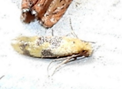 Hybroma servulella