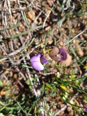 Lotononis complanata