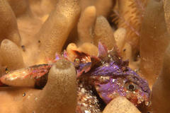 Coccotropsis gymnoderma