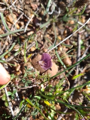 Lotononis complanata