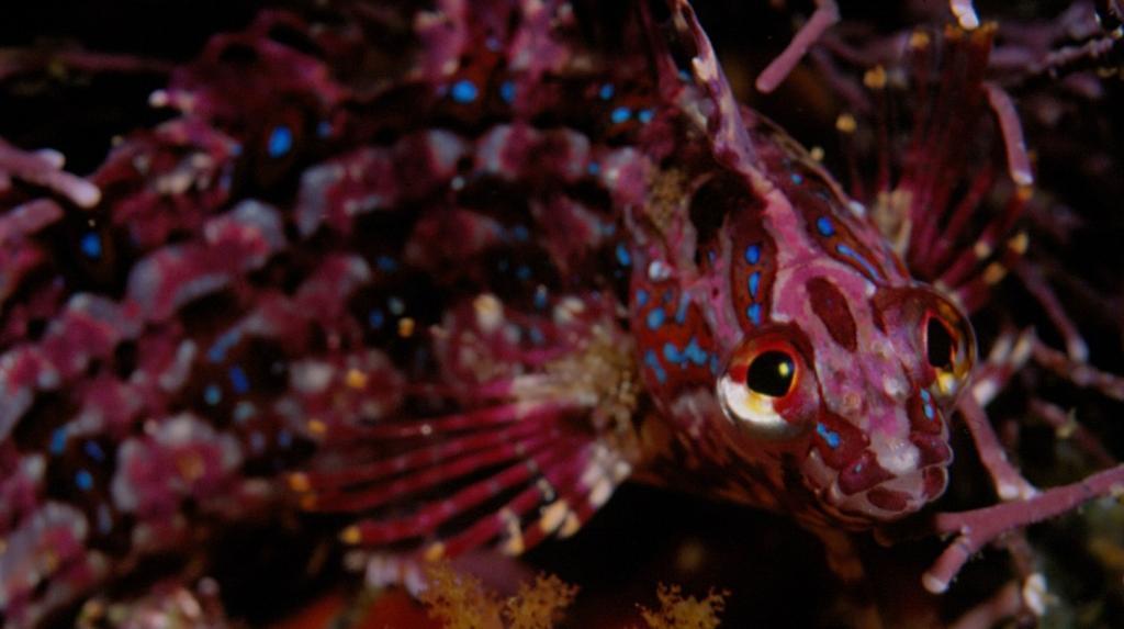 Blue-Spotted Klipfish