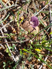 Lotononis complanata