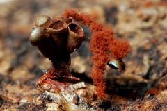 Metatrichia vesparium
